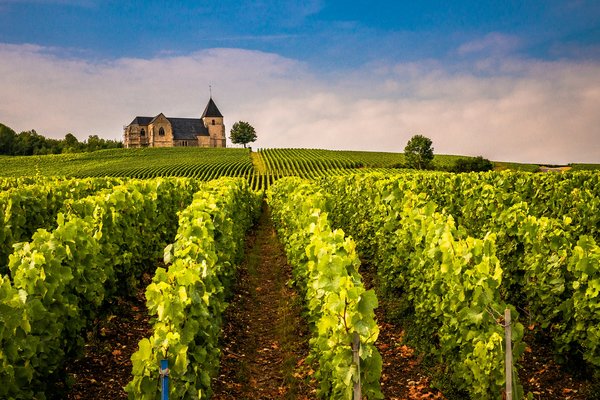 Comment organiser une visite des vignobles de la région de Marlborough en Nouvelle-Zélande?